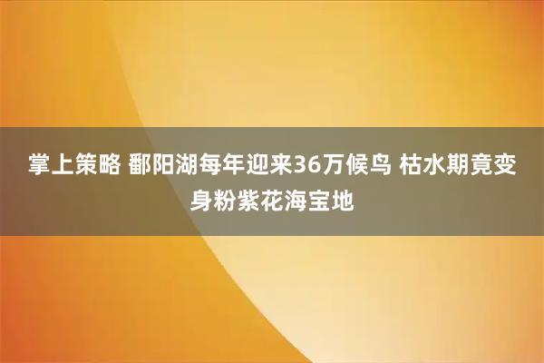 掌上策略 鄱阳湖每年迎来36万候鸟 枯水期竟变身粉紫花海宝地